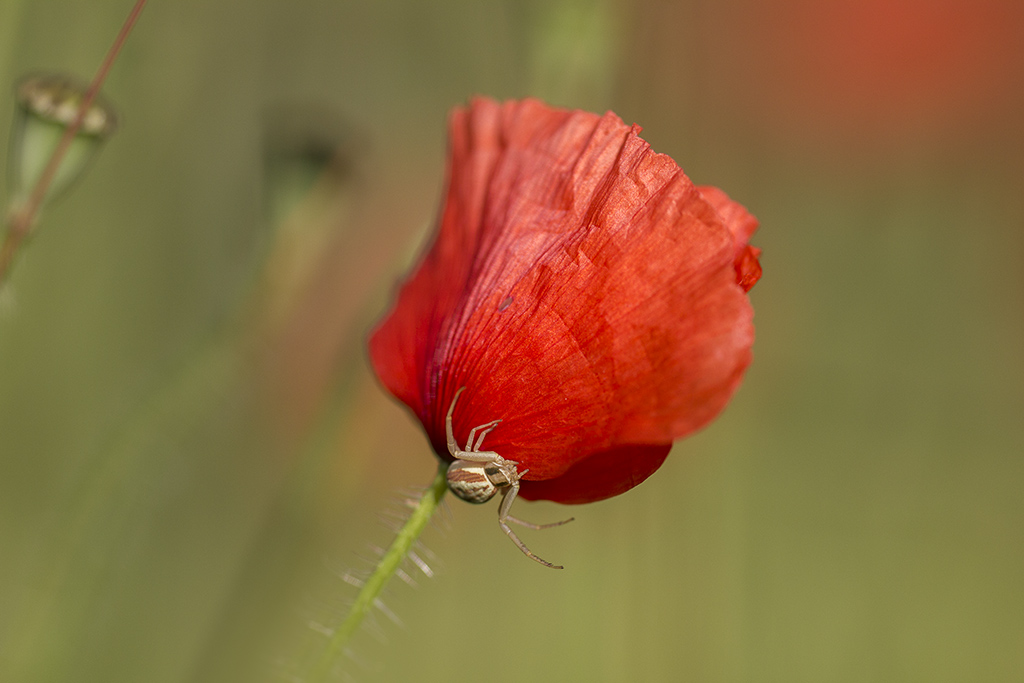 Coquelicot SC 01.jpg