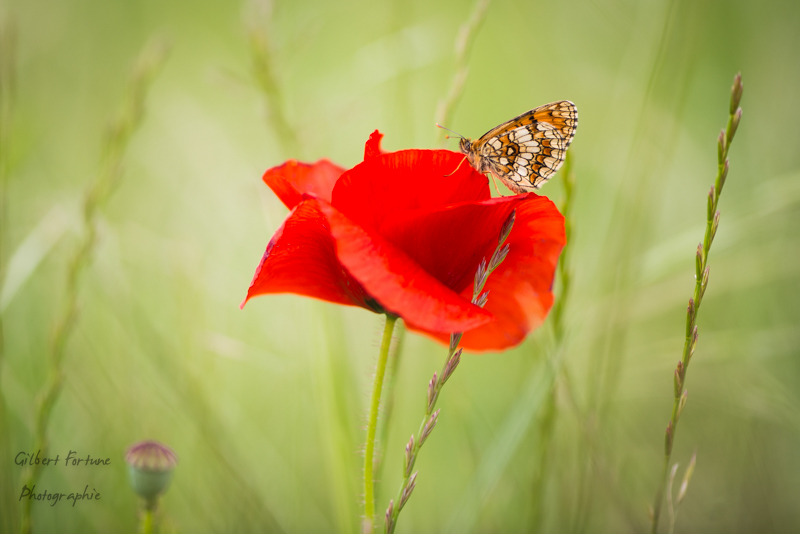 Concours coquelicot juin 2016-5200.jpg