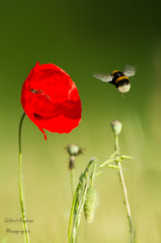 Concours coquelicot juin 2016-0345.jpg