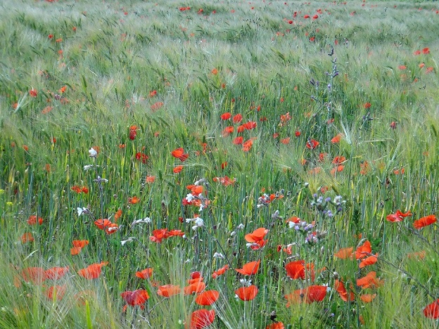 Ré en coquelicot.JPG