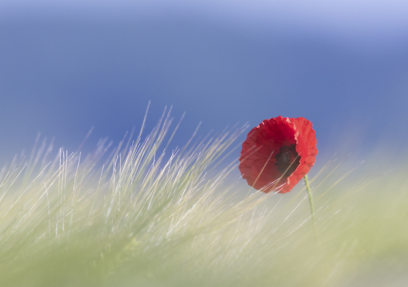 jerome-watel-coquelicot-2015-1.jpg