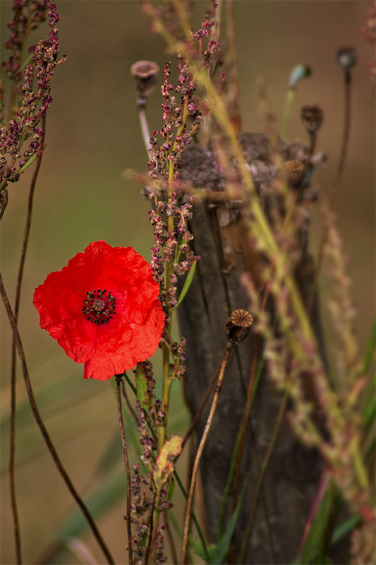 bedford67_0350_coquelicot_1.jpg