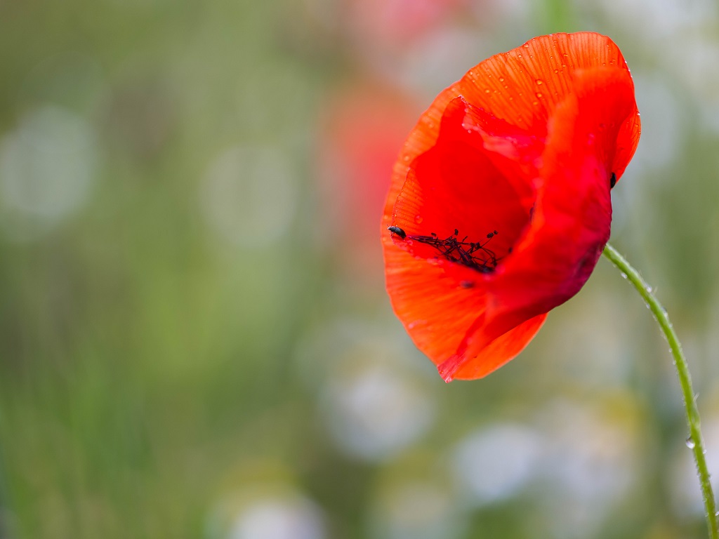 Coquelicot-1.JPG