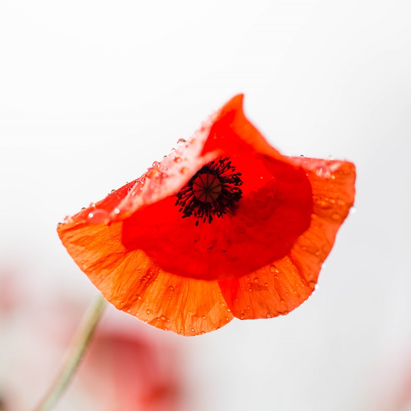 Coquelicot-2.JPG