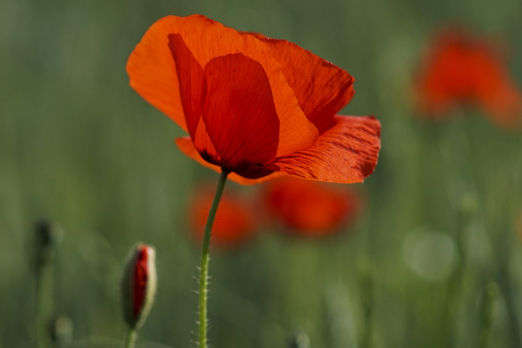 coquelicots (Copier).jpg