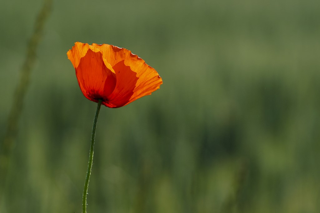 rouge et vert (Copier).jpg