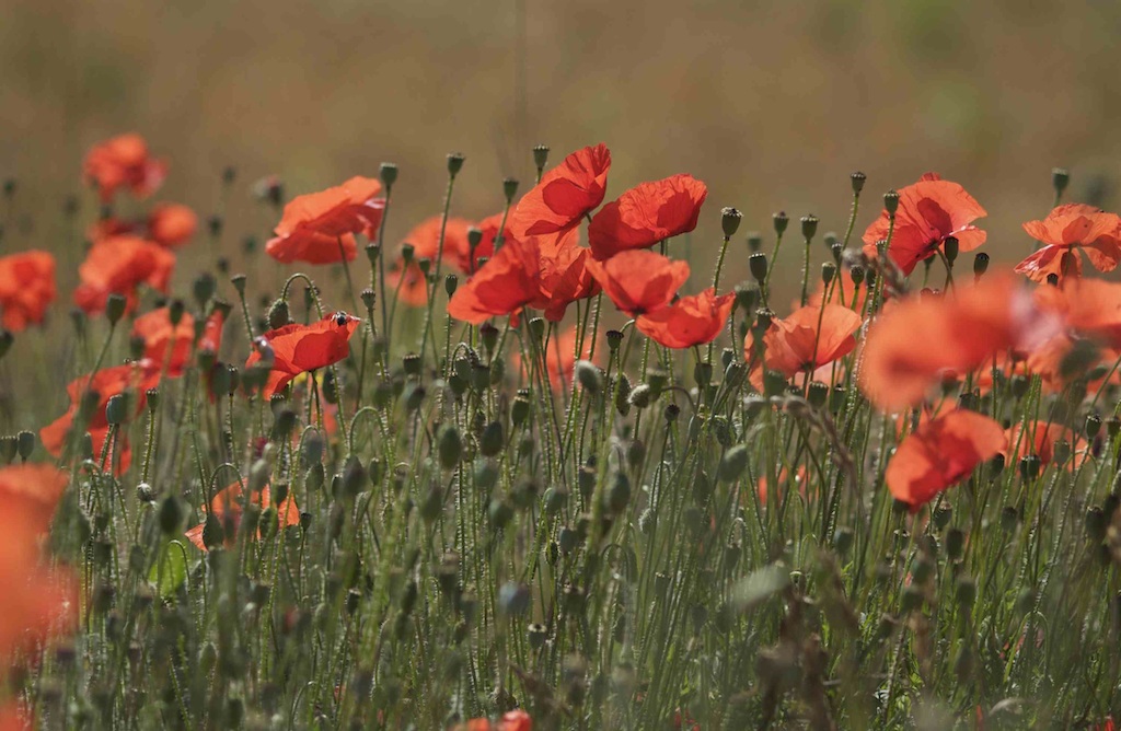 Coquelicots dans un champ.jpg