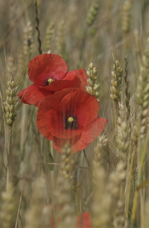 Coquelicots dans les blés.jpg