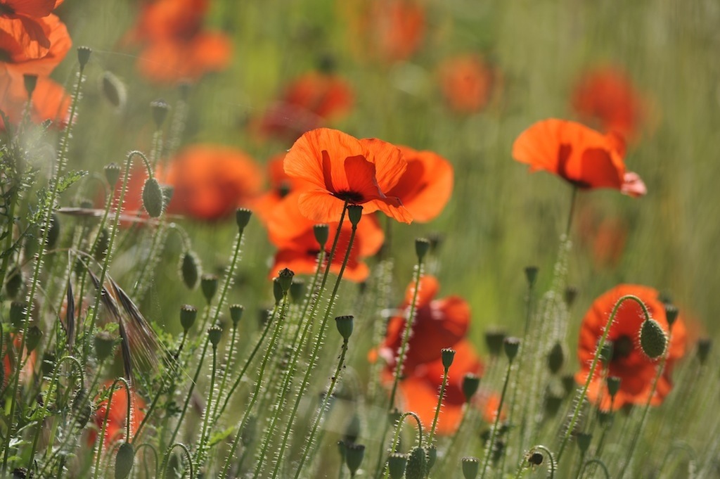 Coquelicots sur talus.jpg