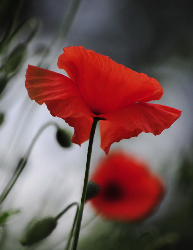 Coquelicot dans la brise.jpg