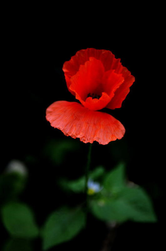 Coquelicot Le Rouge et le Noir.jpg