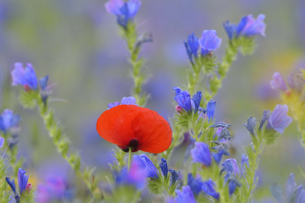 CHB ROUGE SUR FOND BLEU.jpg