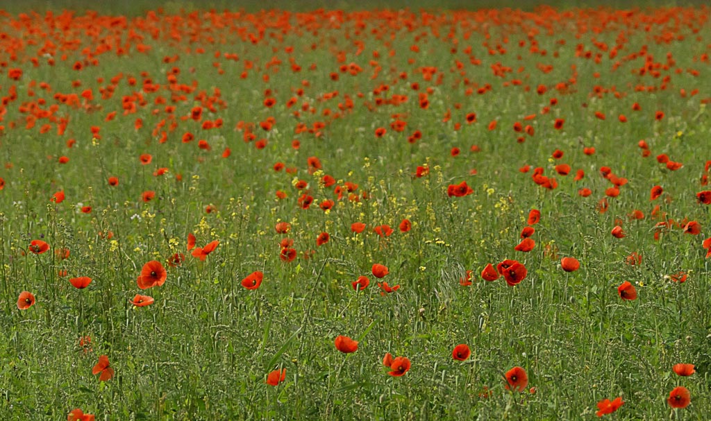 coquelicots de la Semois.jpg