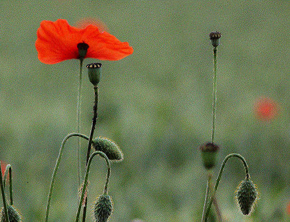 JYBcoquelicots.gif