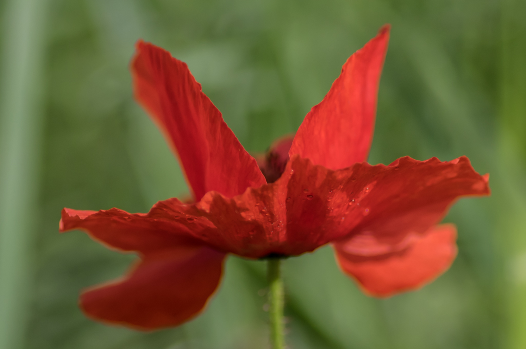 coquelicot.image nature.2150.jpg