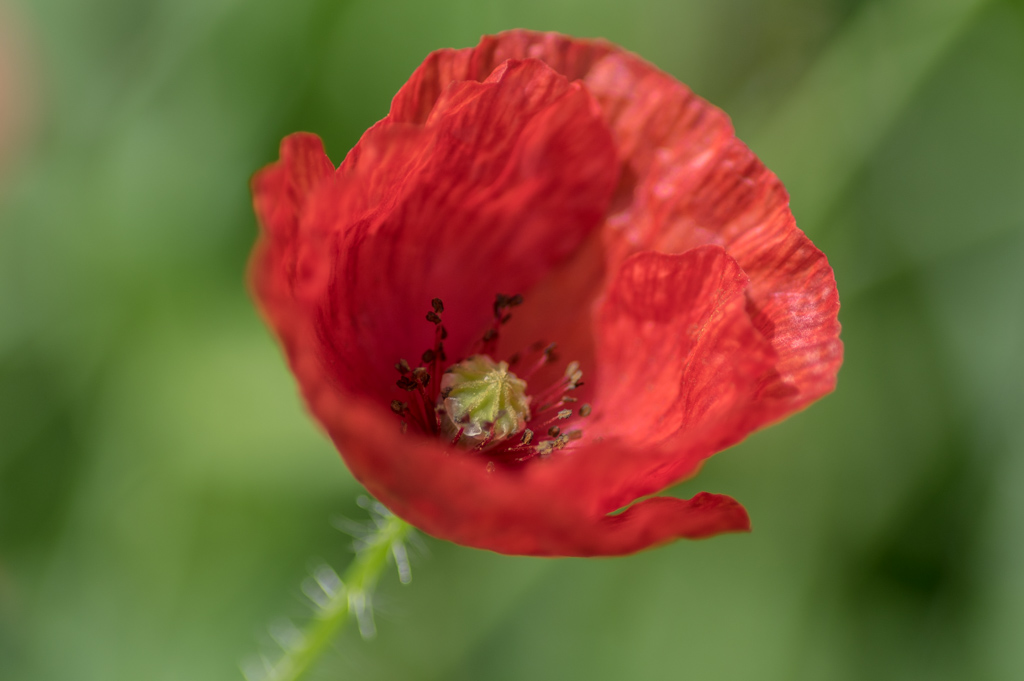 coquelicot.image nature.2028.jpg