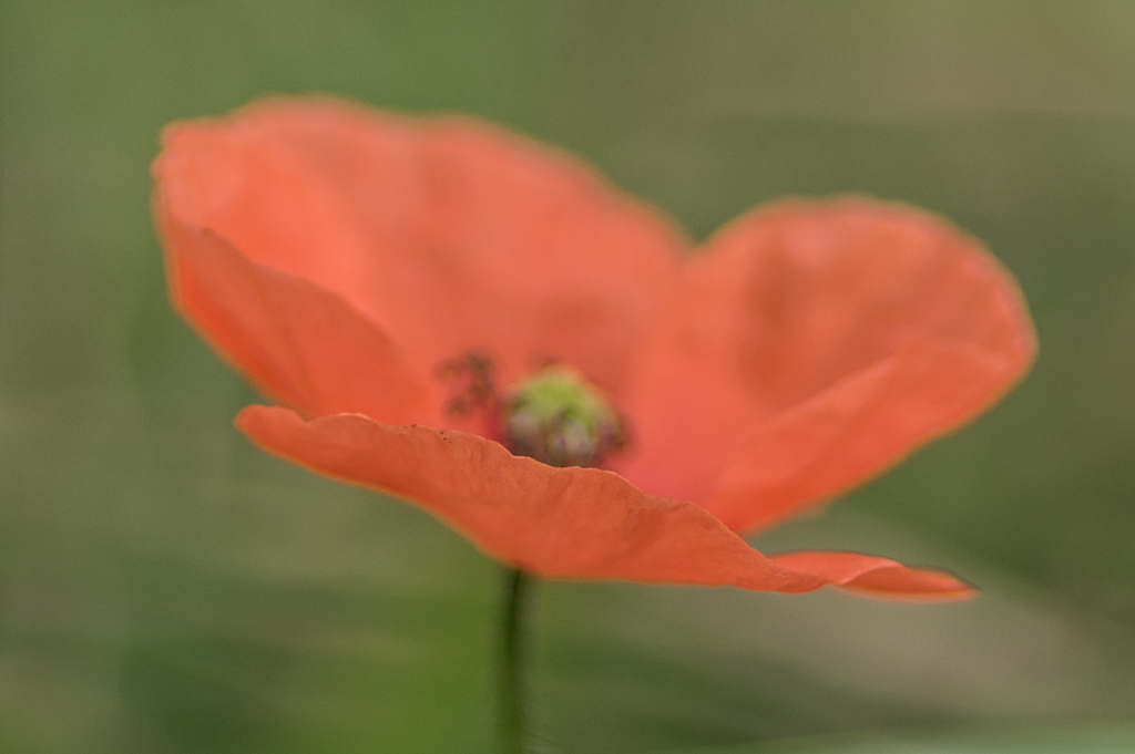 coquelicot.image nature.1944.jpg