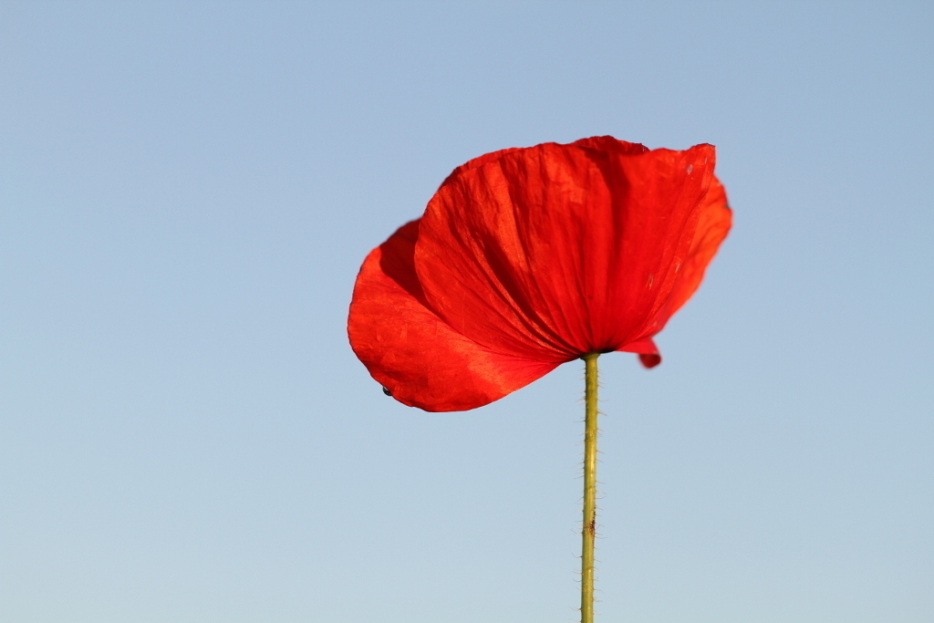 i&n-IM2_1003 - Coquelicot.JPG