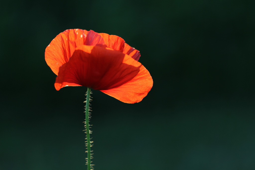 i&n-IM2_1018 - Coquelicot.JPG