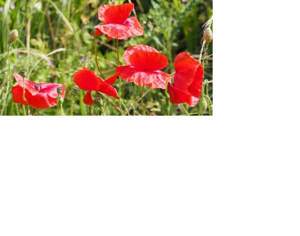 les coquelicots.jpg