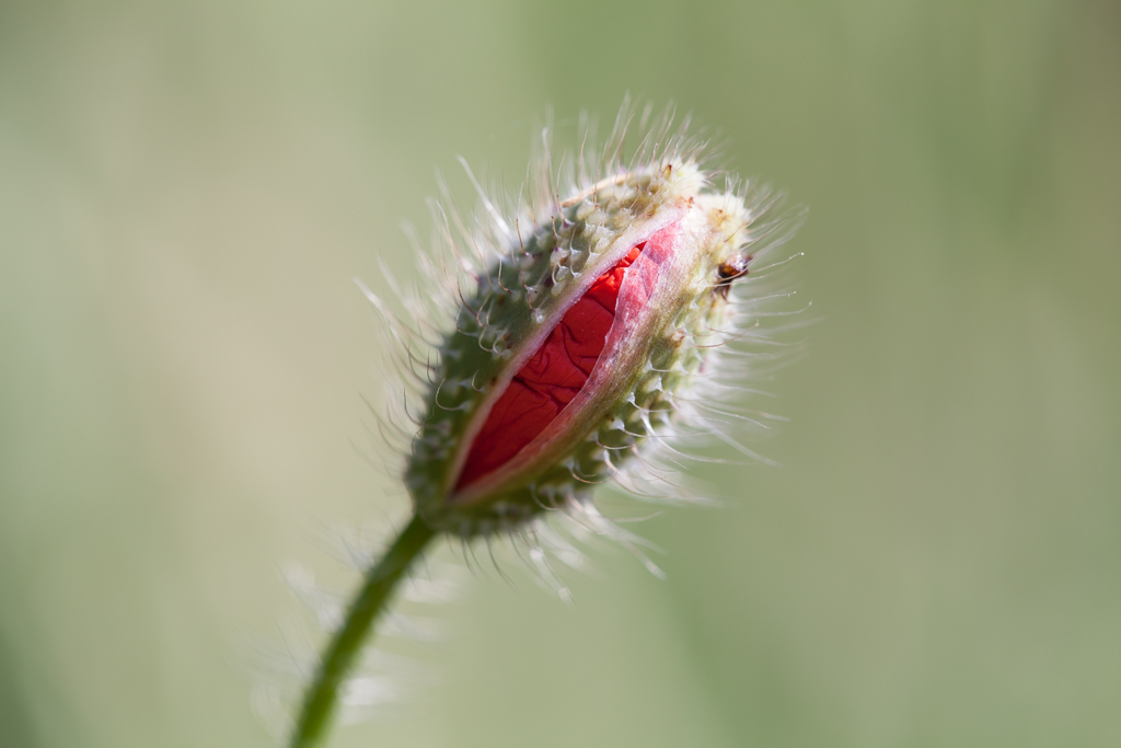 coquelicot PH-2.jpg