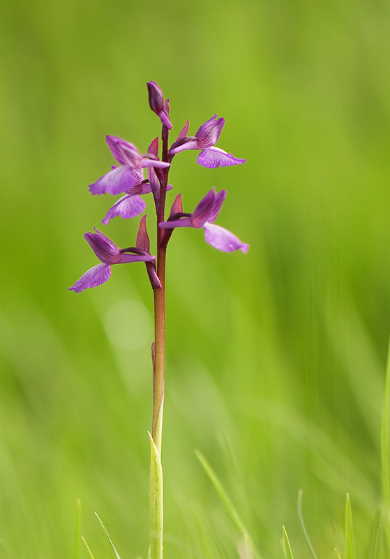 31-Orchis hybride morio papillon .jpg