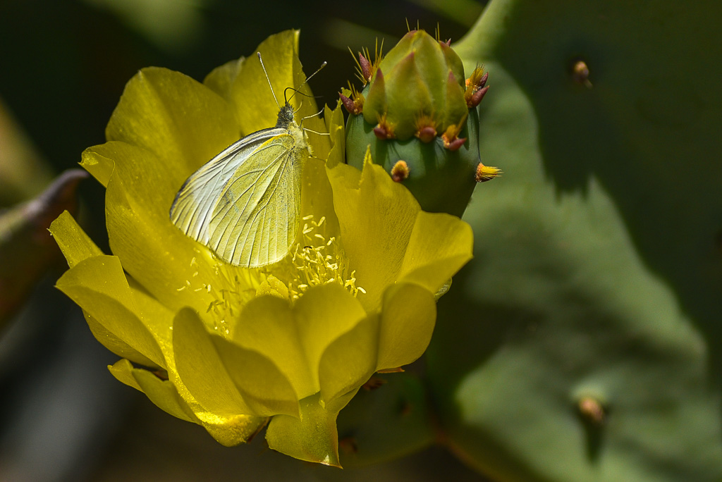 Papillon le citron.jpg