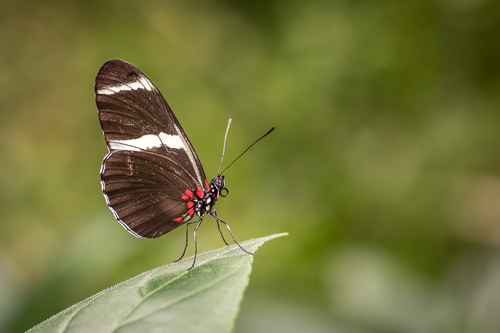 Papillon petit sylvain.jpg