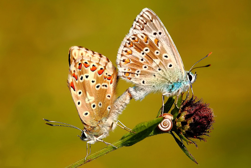 Mating of common blue.jpg