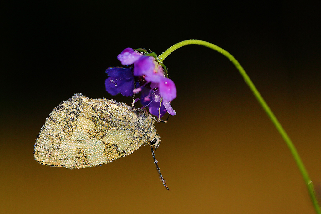 Papillon demi-deuil sur fleur violette.jpg