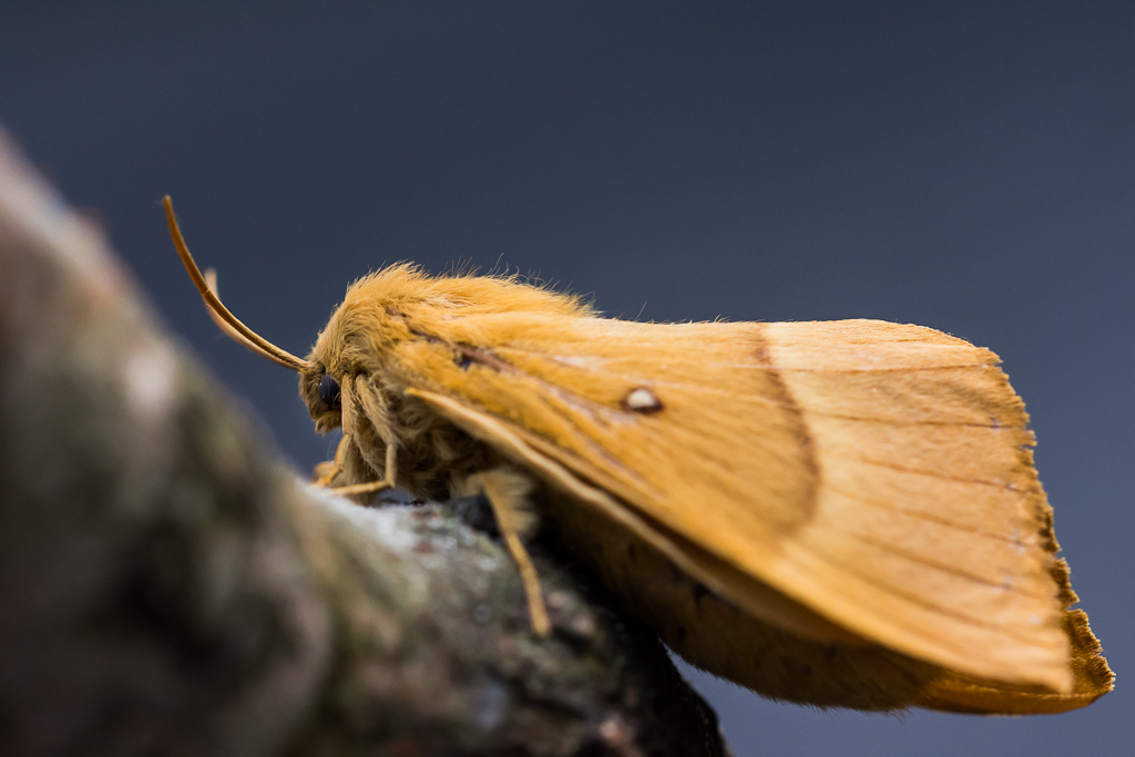 Bombyx du chêne.JPG