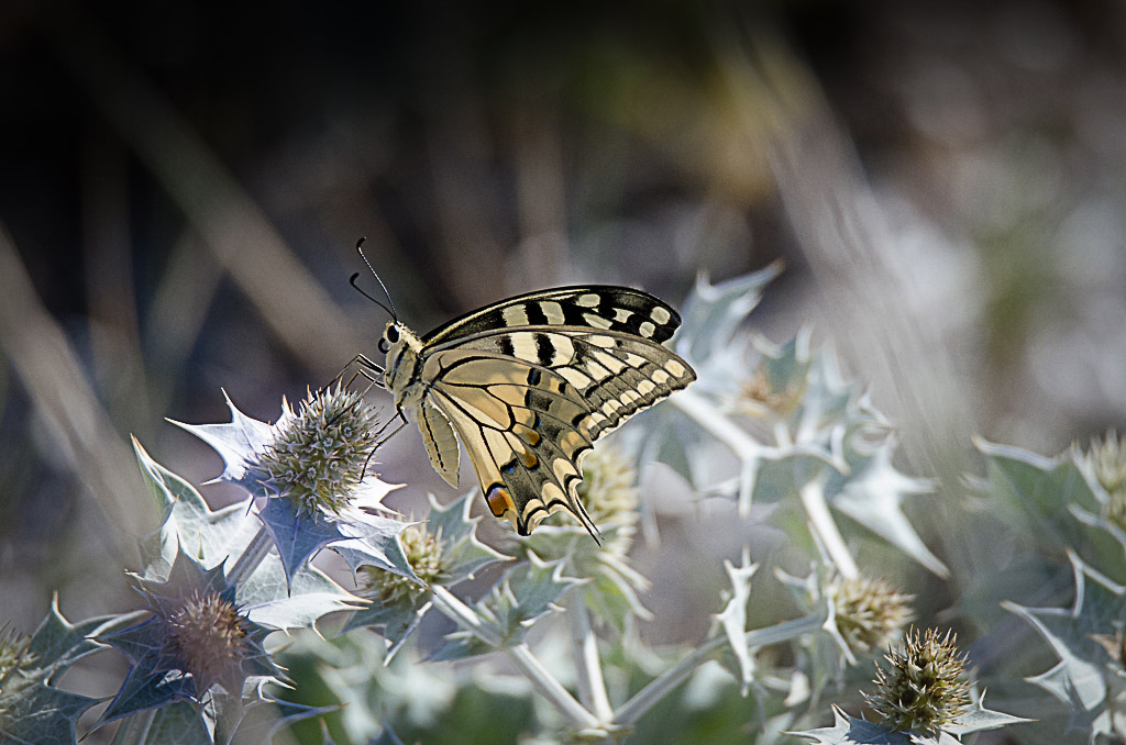 machaon-et-panicaut6.jpg