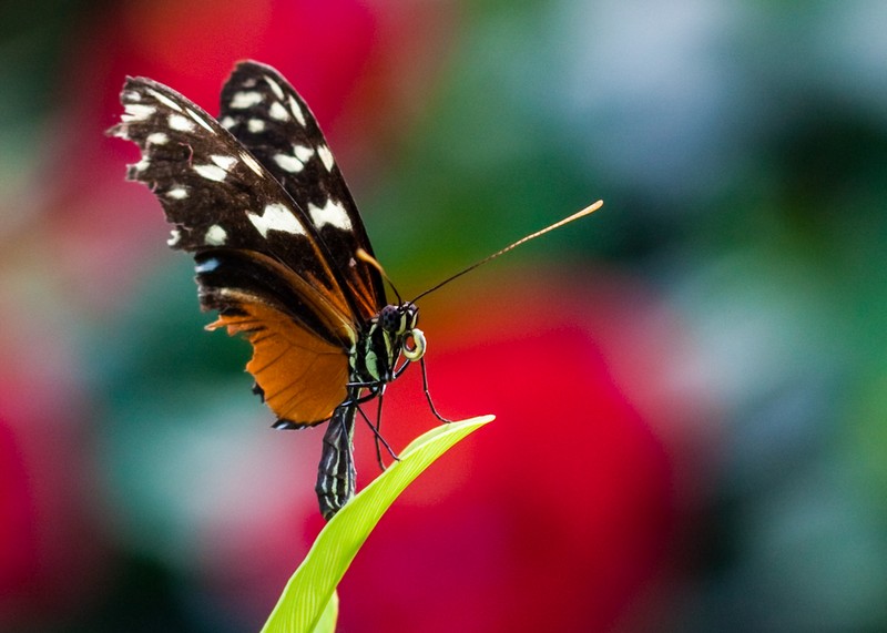 papillon-3.jpg