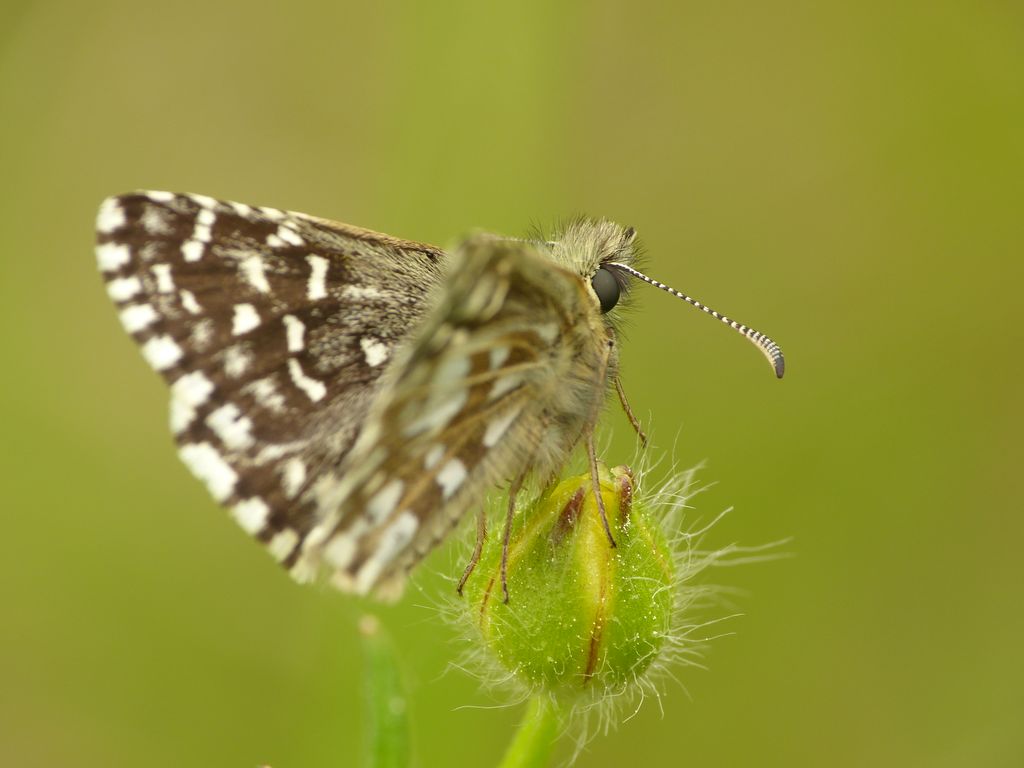 Pyrgus_malvae_20120517_SGAR_P1020363.JPG