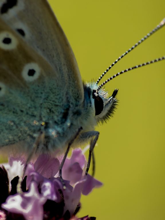 Polyommatus_bellargus_vallee_des_cailles_20120723_SGAR_P1030964-1.jpg