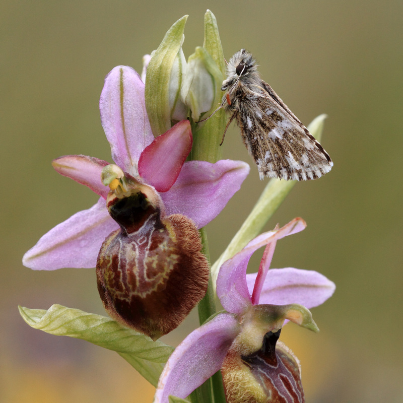 hespérie sur ophrys de l'Aveyron.jpg