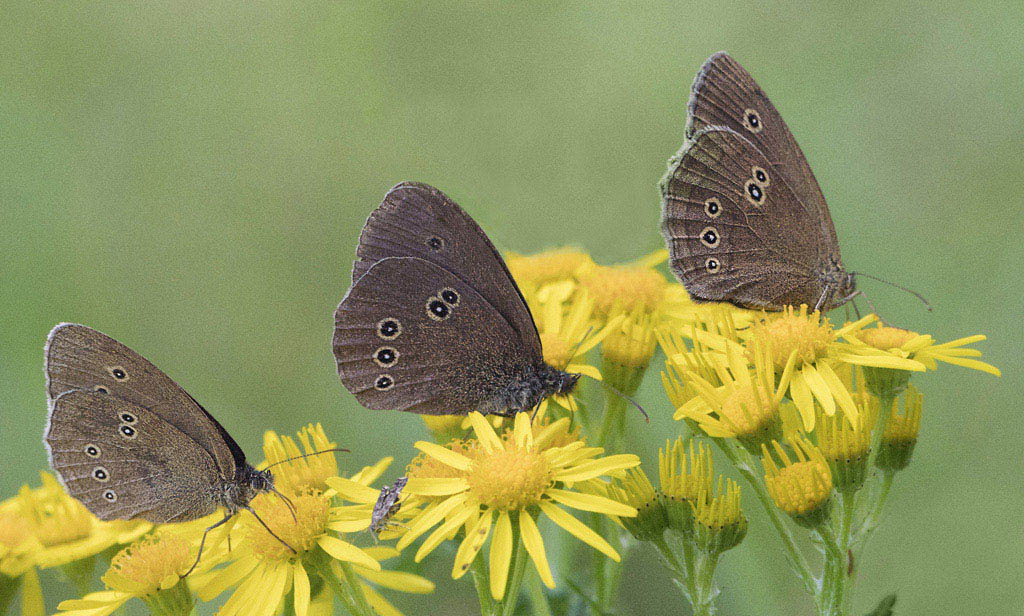 trois papillons.jpg