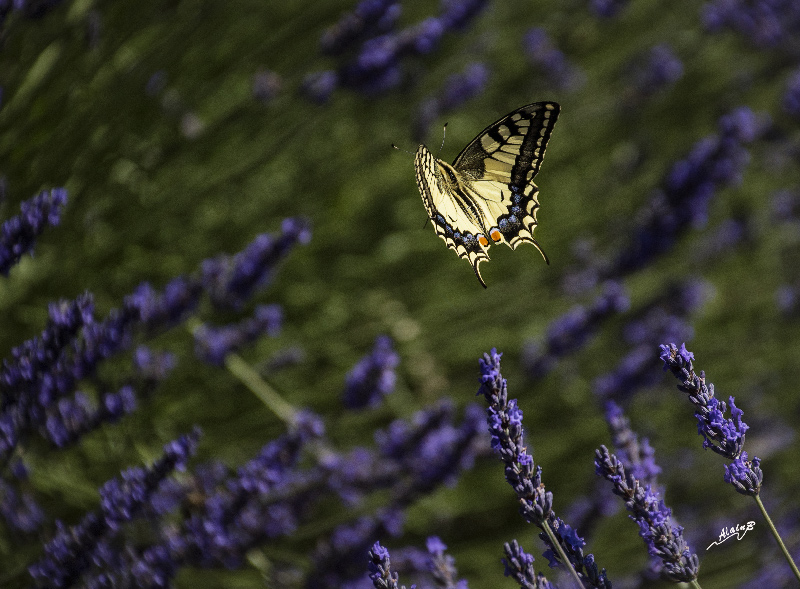 3-machaon-en-vol.jpg