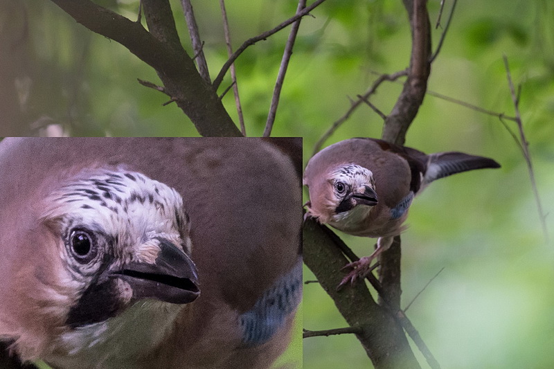 1 VR ON 500mm f 5.6 au 40ème 2500 iso.jpg