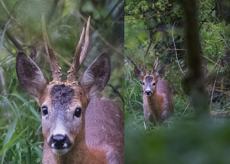 2 VR ON 480mm f 5.6 au 125ème 6400 iso.jpg