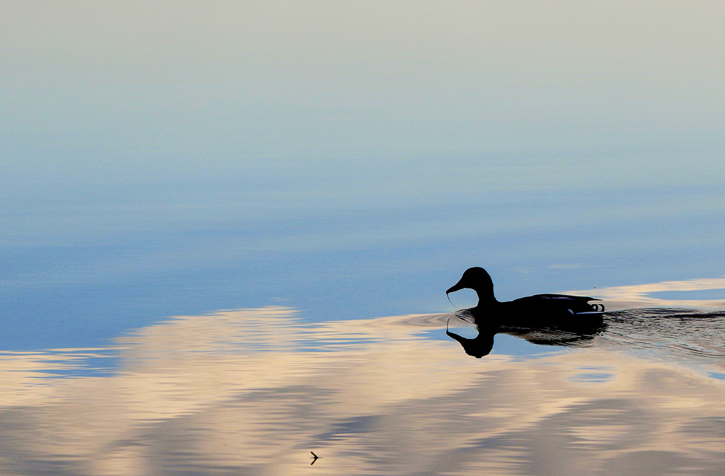 Colvert entre chien et - l'eau- ....jpg