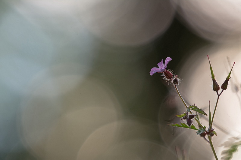 2 Bokeh 460mm f 6.3 au 200èm 160 iso.jpg