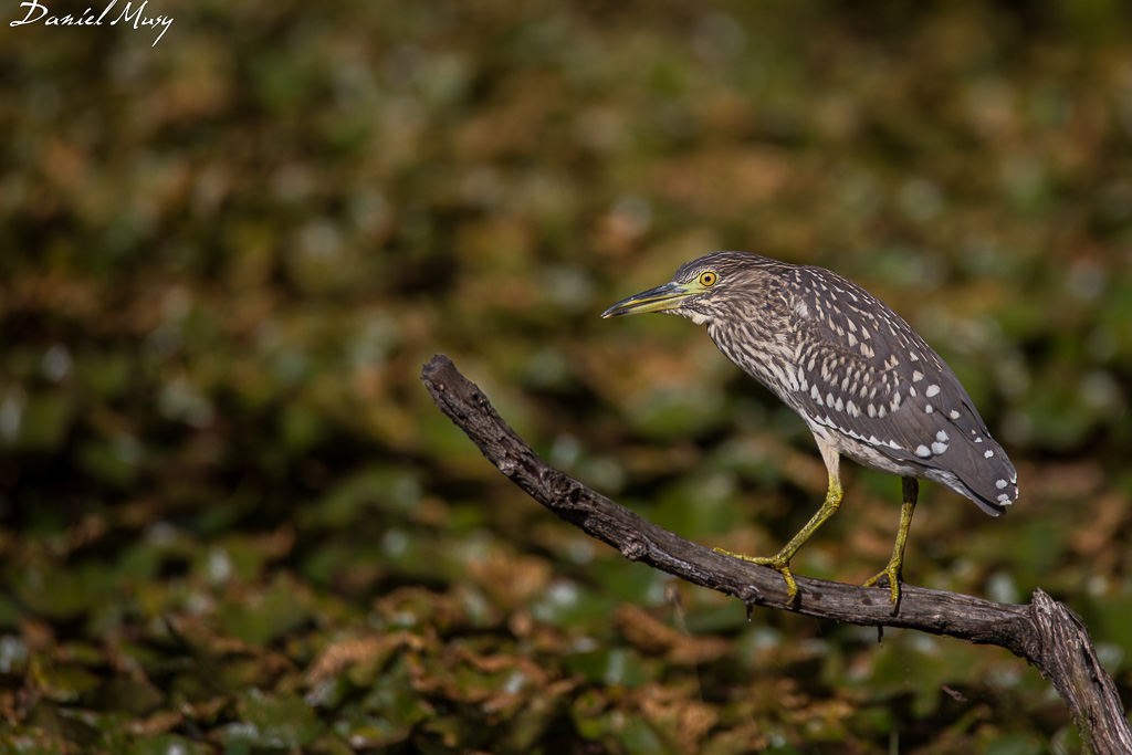 Nycticorax nycticorax-12 août 2016-00002-2.jpg