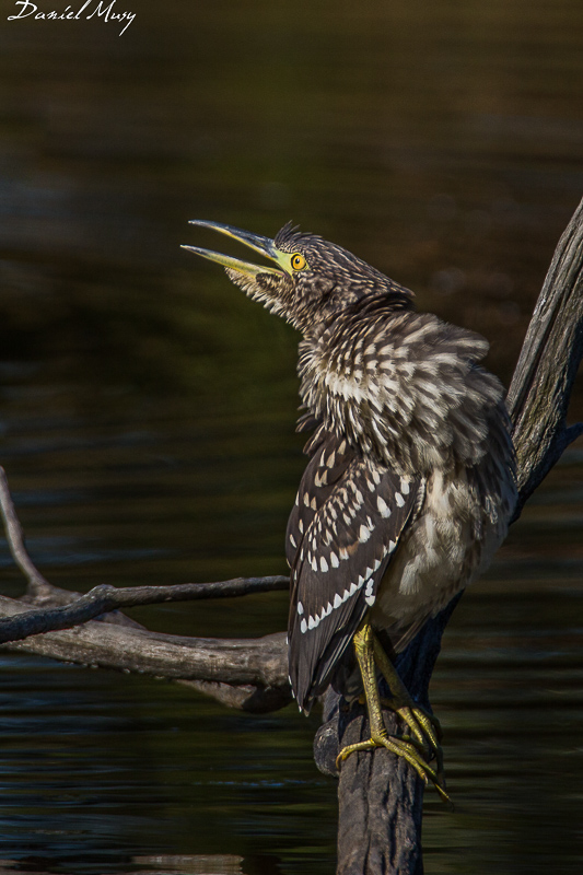 Nycticorax nycticorax-12 août 2016-00003-1.jpg