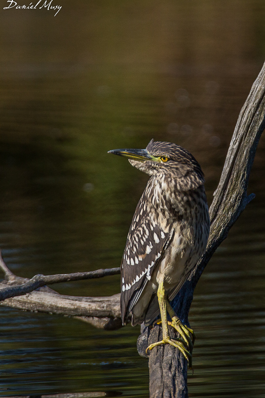 Nycticorax nycticorax-12 août 2016-00004-4.jpg