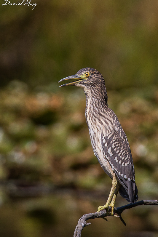 Nycticorax nycticorax-13 août 2016-00008-5.jpg