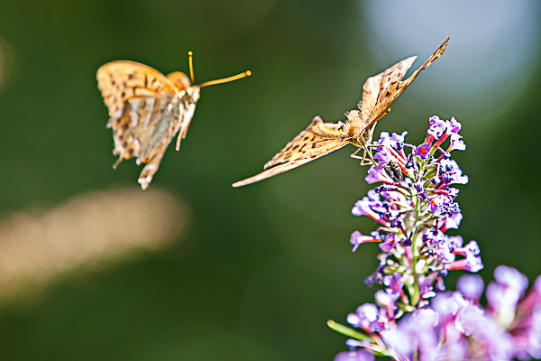 concours papillons-2.jpg