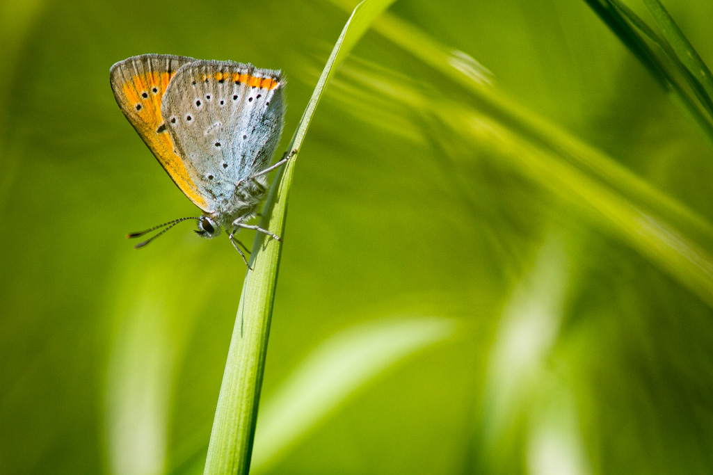 Lycaena dispar.jpg