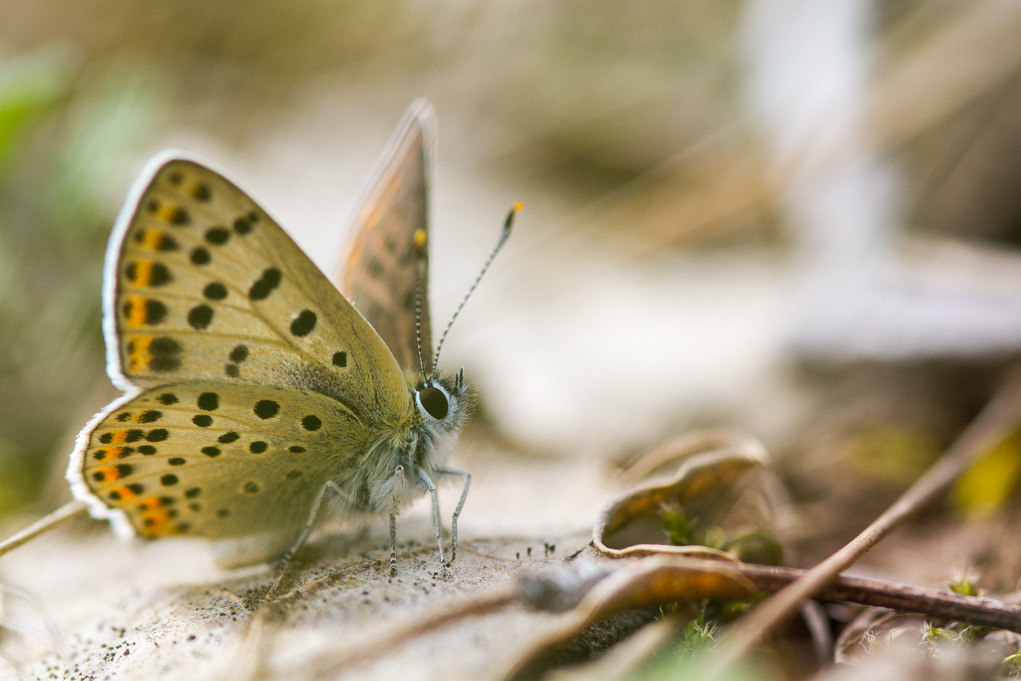 Lycaena phlaeas.jpg