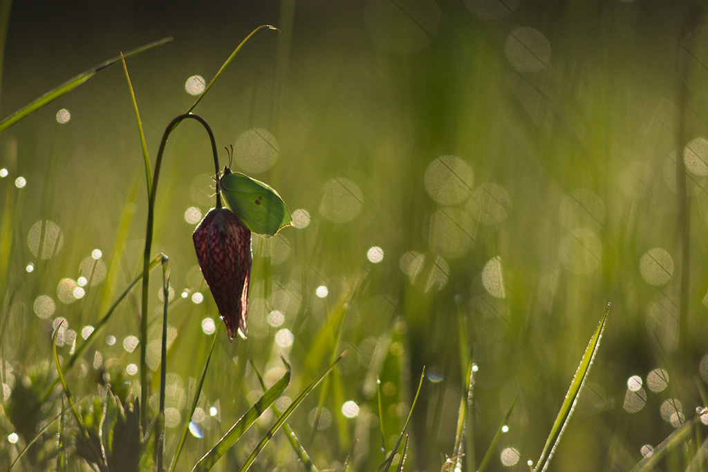 Citron et fritilaire.jpg